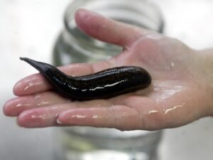 Leech Oil Malaysia 1